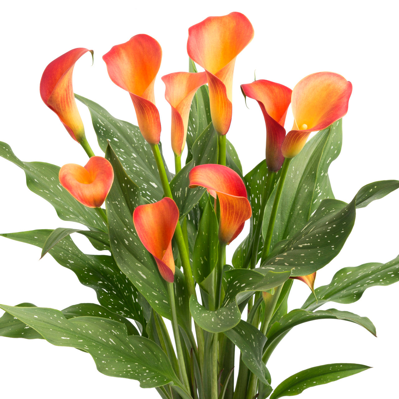 Calla - Zantedeschia Morning Sun - Orange
