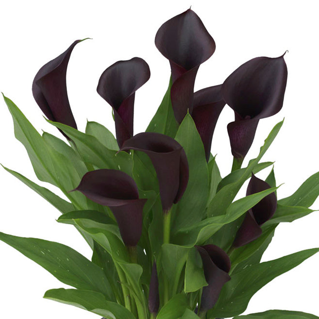 Calla - Zantedeschia Odessa - Noir
