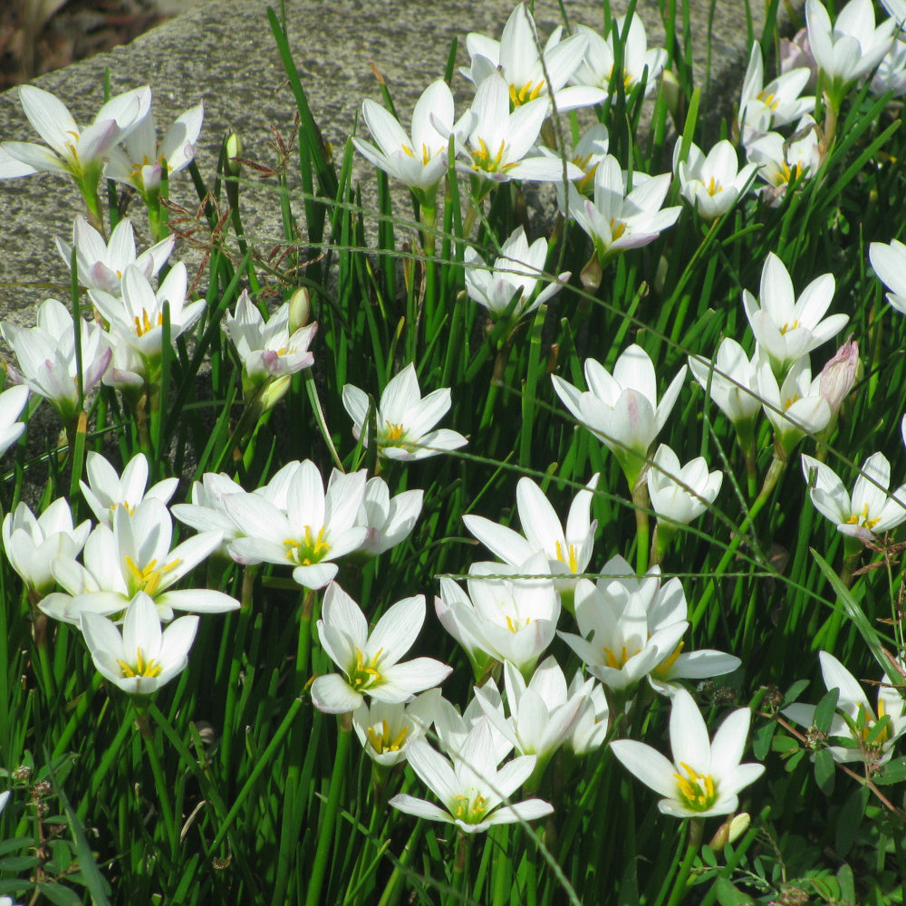 Lis zéphyr- Zephyranthes candida