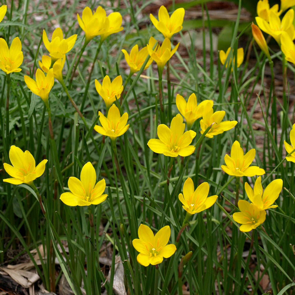Lis zéphyr- Zephyranthes citrina