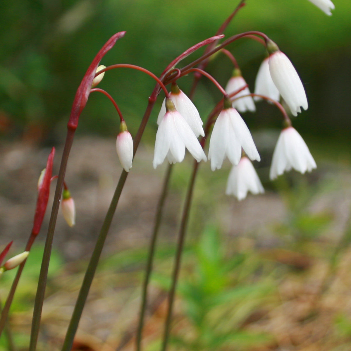 Acis autumnalis, Nivéole d'automne