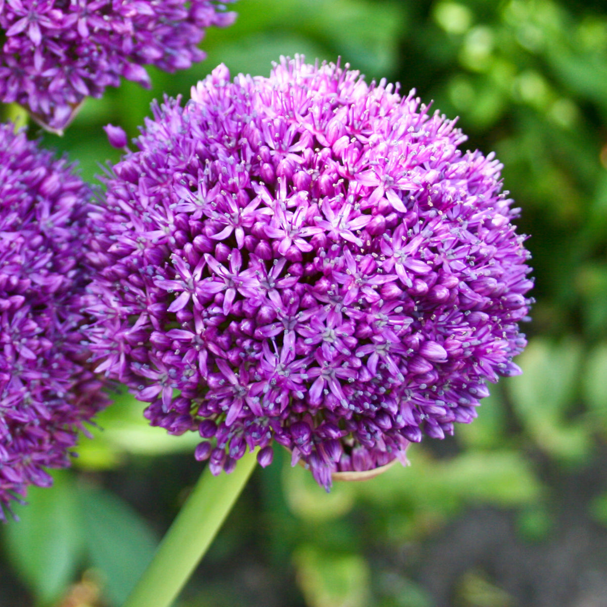 Allium Ambassador, Ail d'ornement