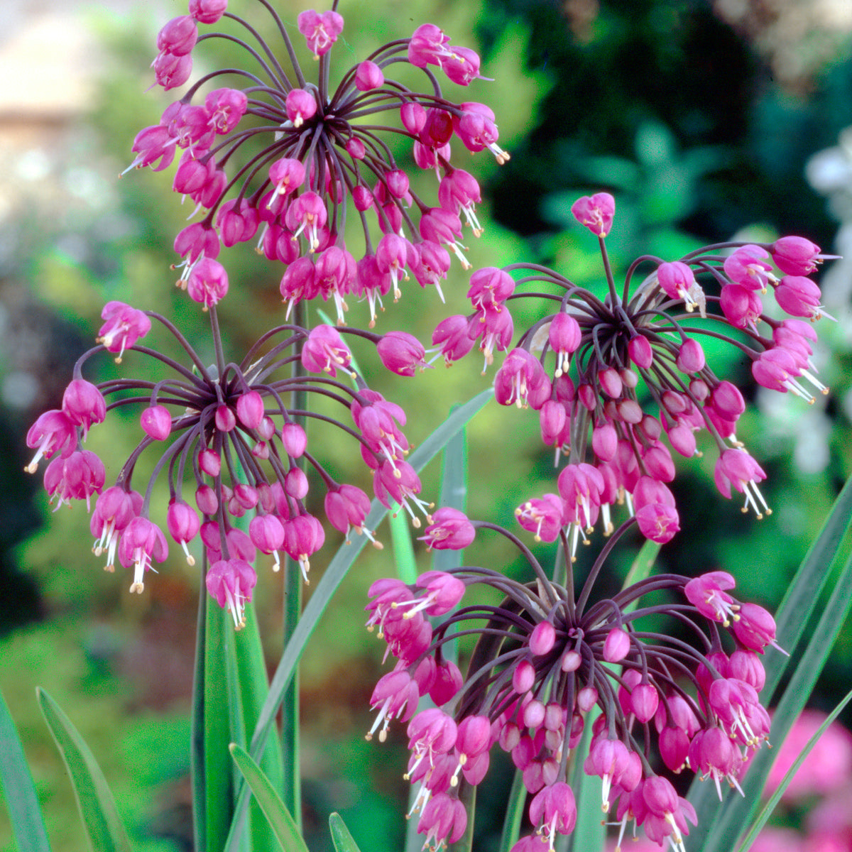 Allium cernuum, Ail d'ornement