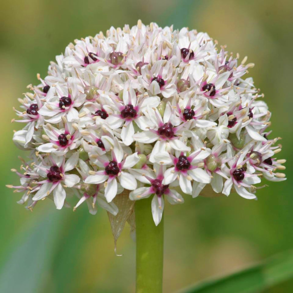 Allium Silver Spring (basalticum), Ail d'ornement