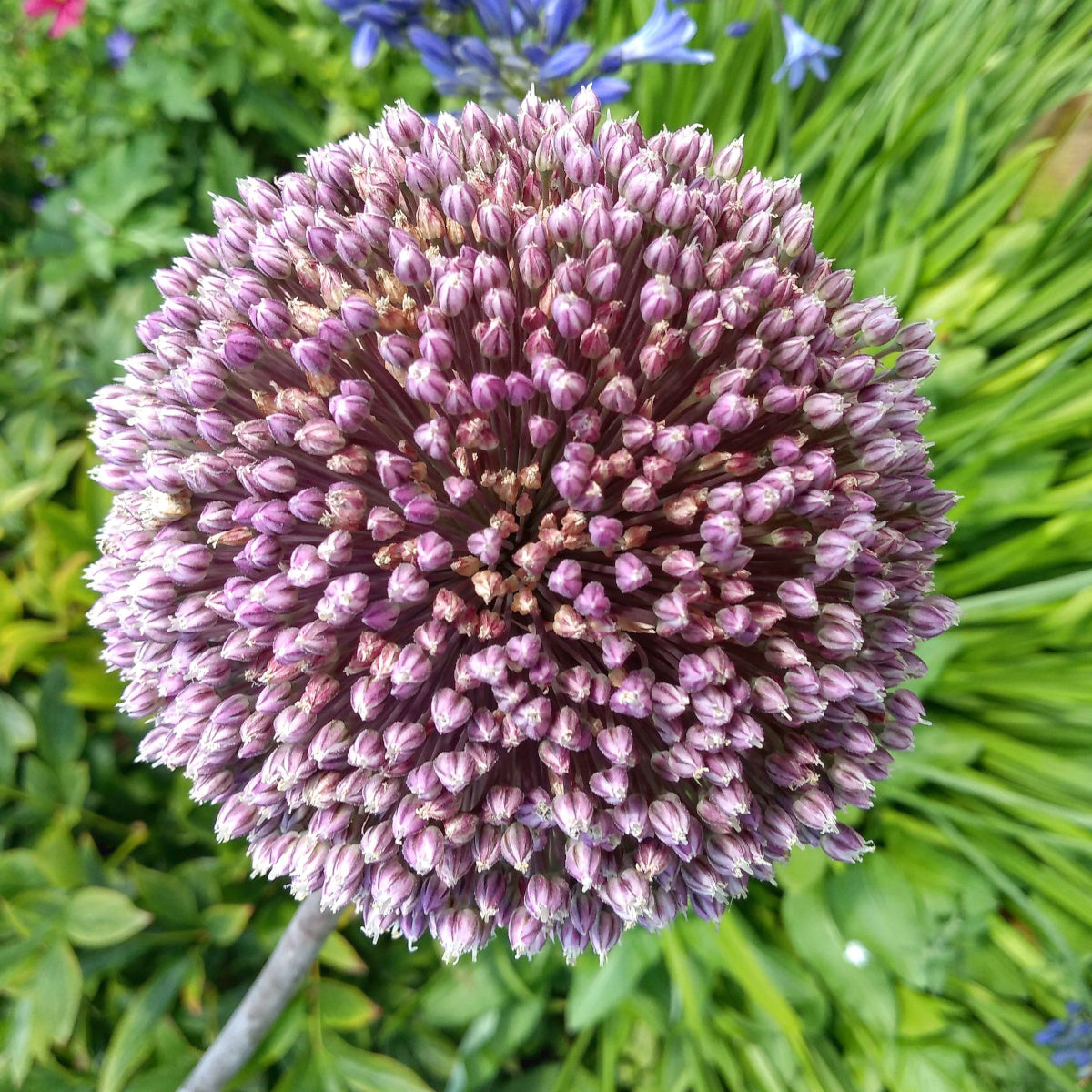 Allium Summer Drummer, Ail d'ornement
