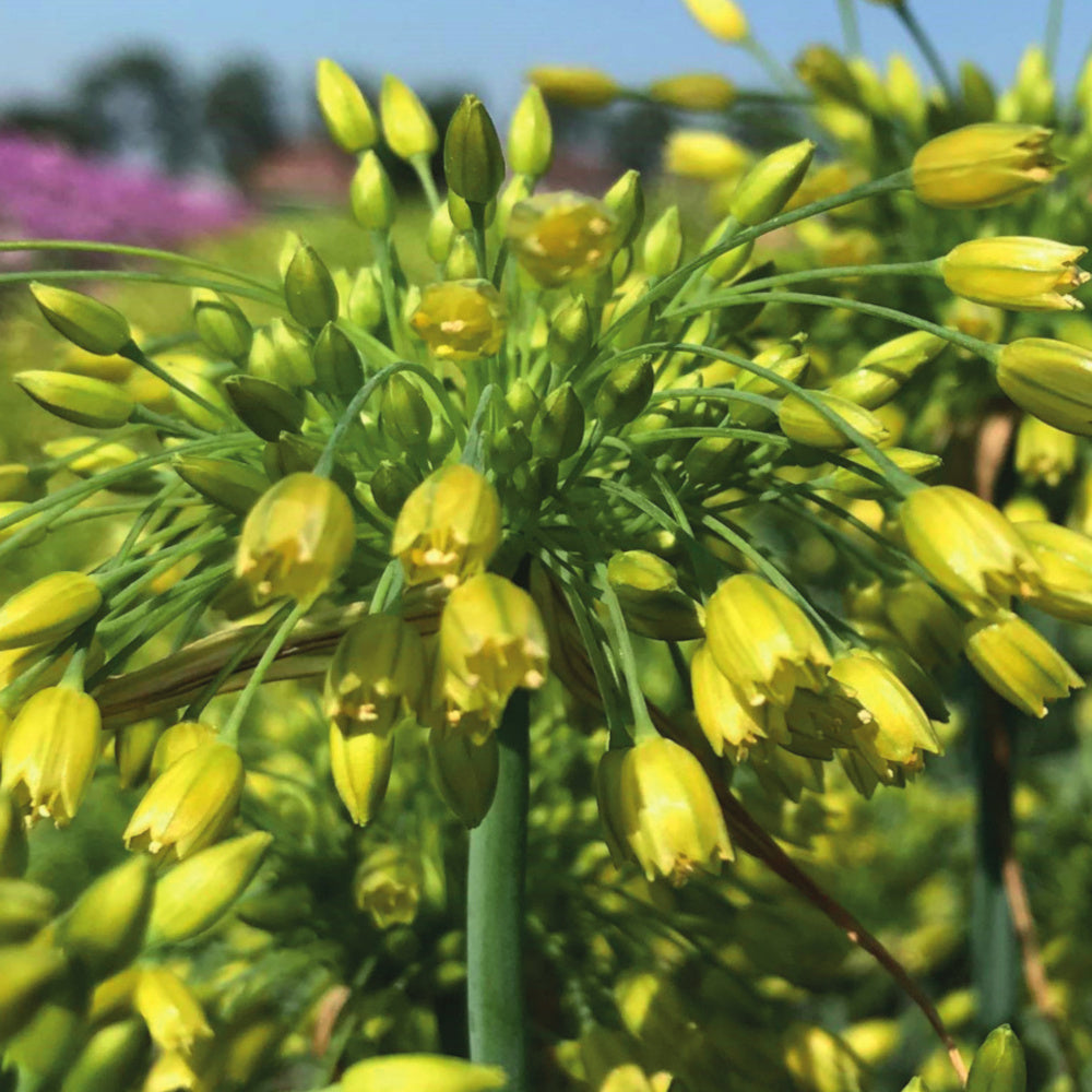 Allium Yellow Fantasy, Ail d'ornement