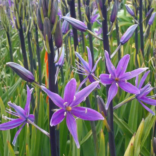 Camassia leichtlinii Violet Candle, Camas