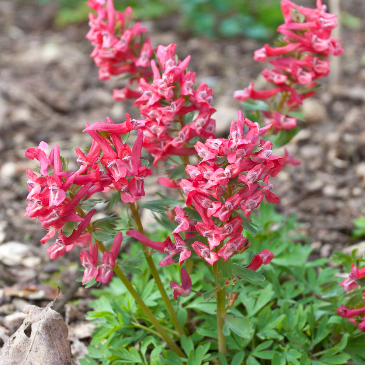 Corydalis solida George Baker, Corydale