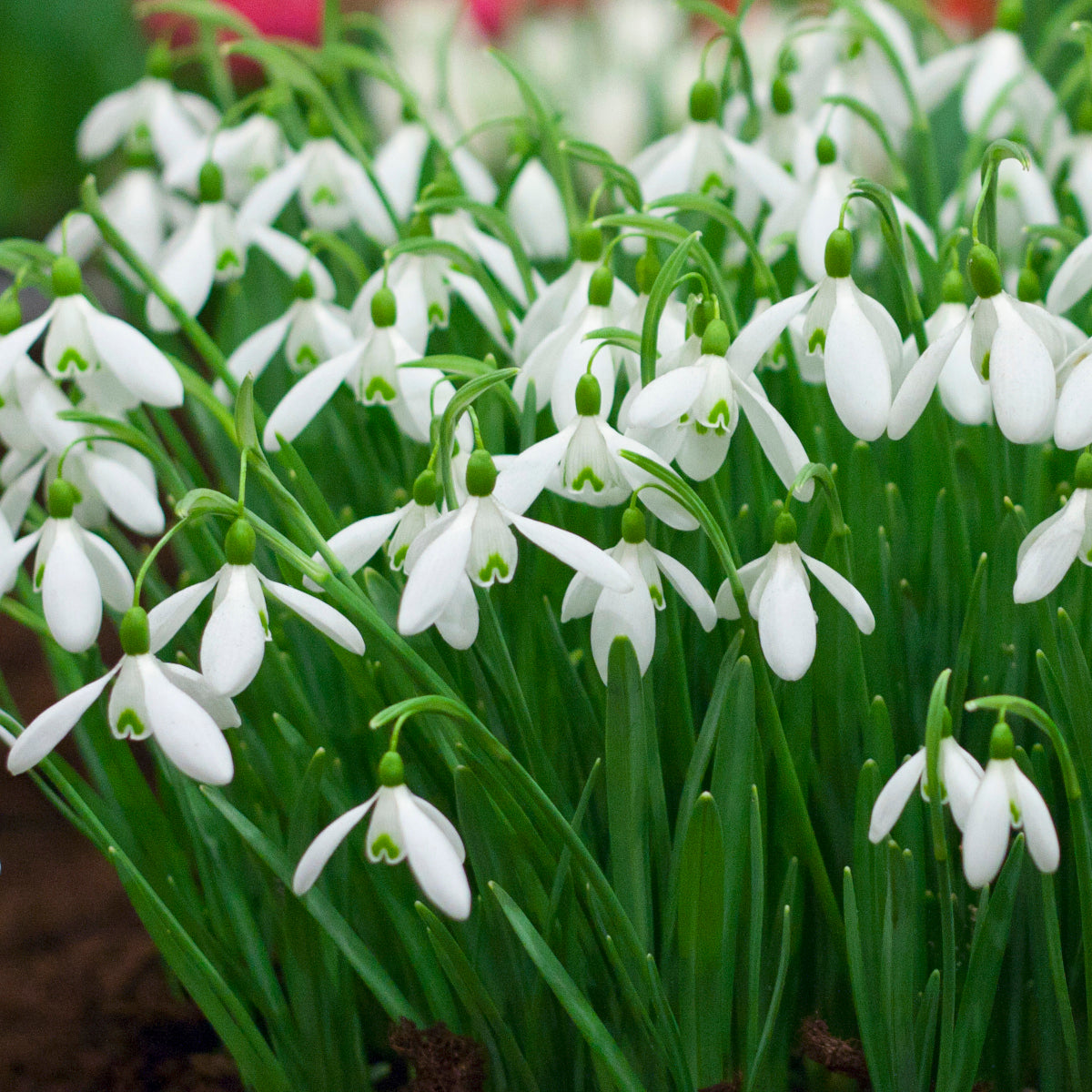 Galanthus Magnet, Perce-neige