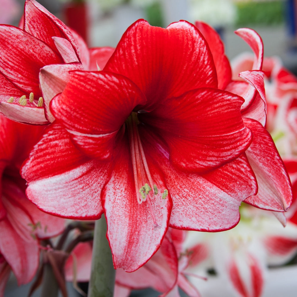 Hippeastrum Charisma, Amaryllis