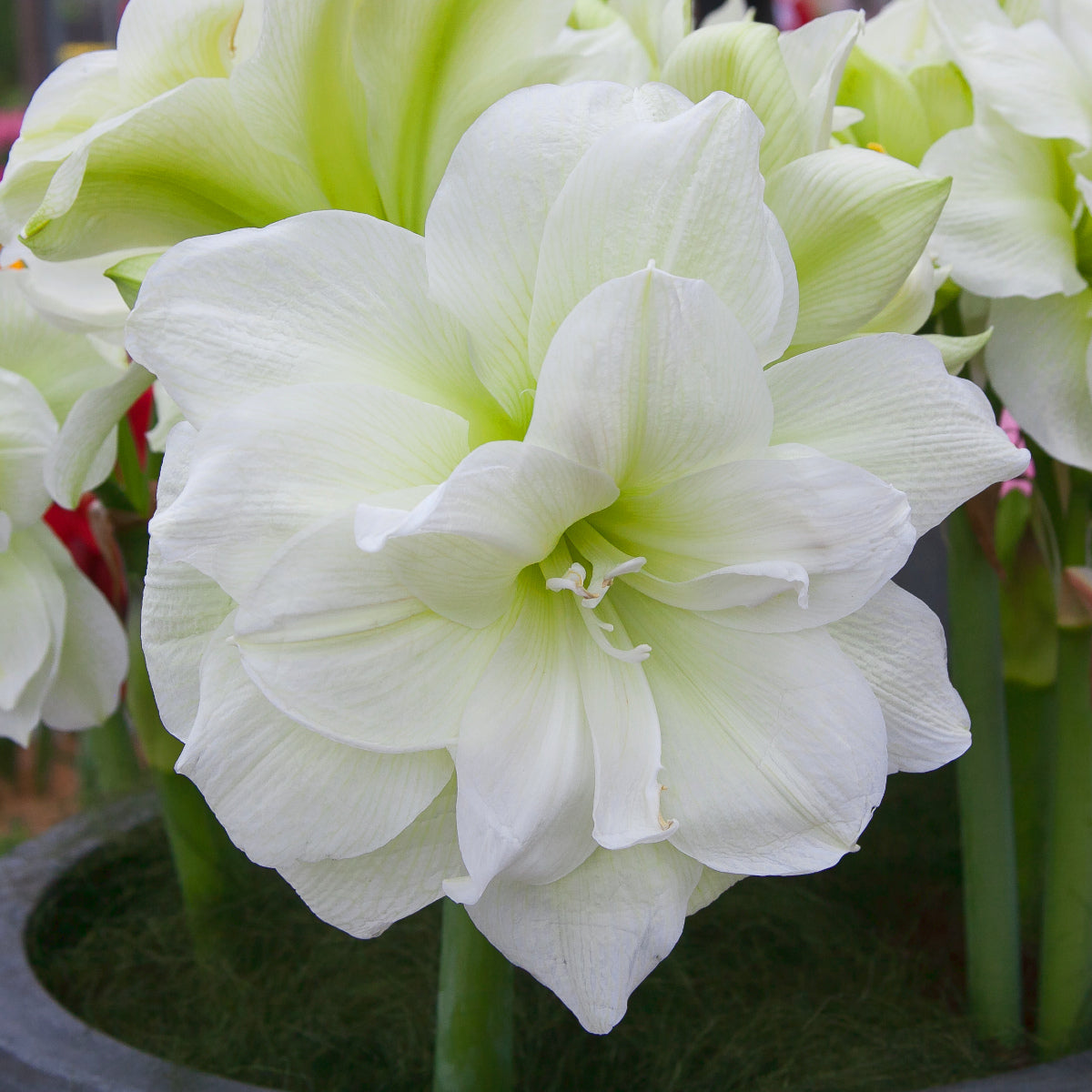 Hippeastrum Marilyn, Amaryllis double