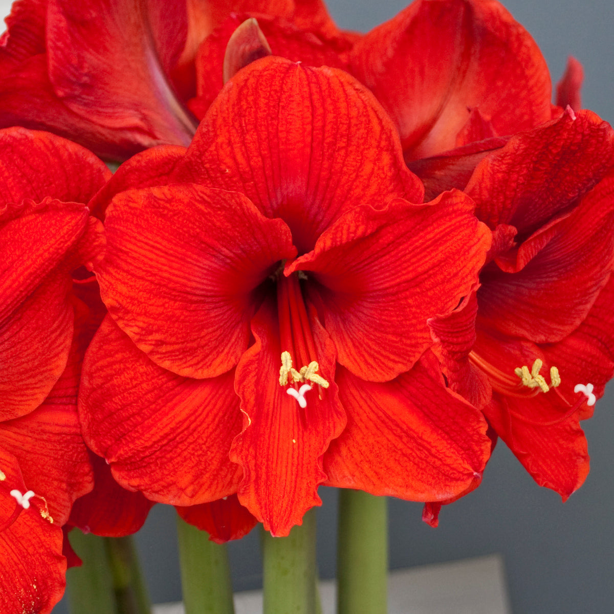 Hippeastrum Red Lion