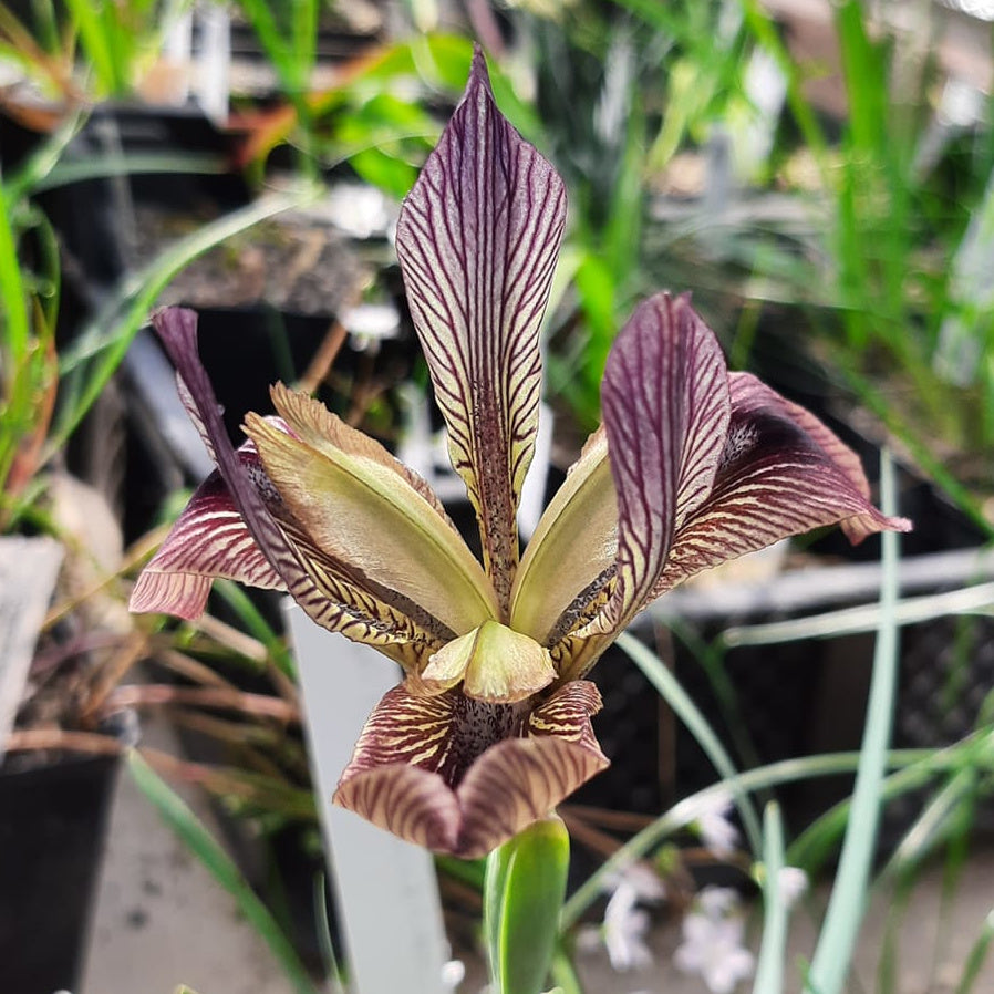 Iris afghanica X acutiloba, Botanique