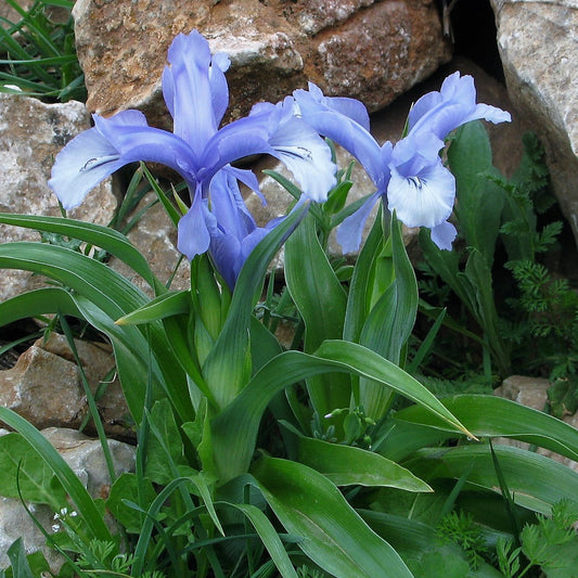 Iris aucheri, Botanique