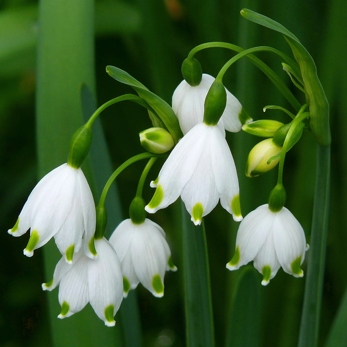 Leucojum aestivum, Nivéole d'été