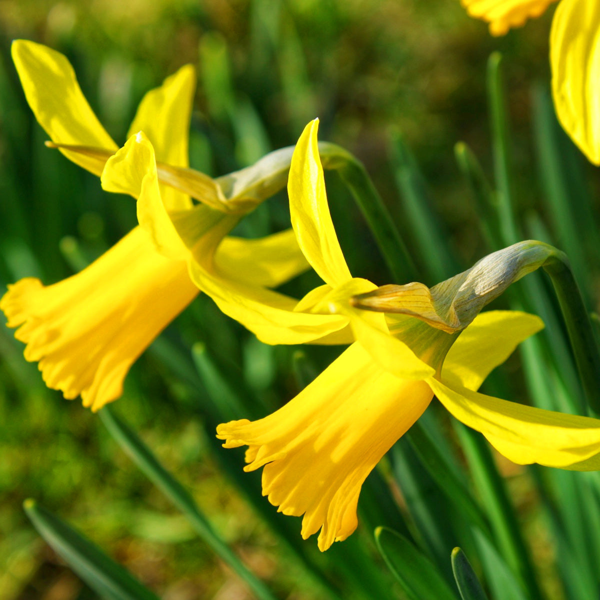 Narcissus February Gold, Narcisse jonquille cyclamineus