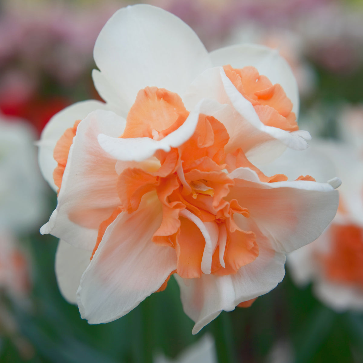 Narcissus Replete, Narcisse jonquille Double