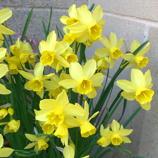 Narcissus Sailboat Yellow, Jonquille Jaune
