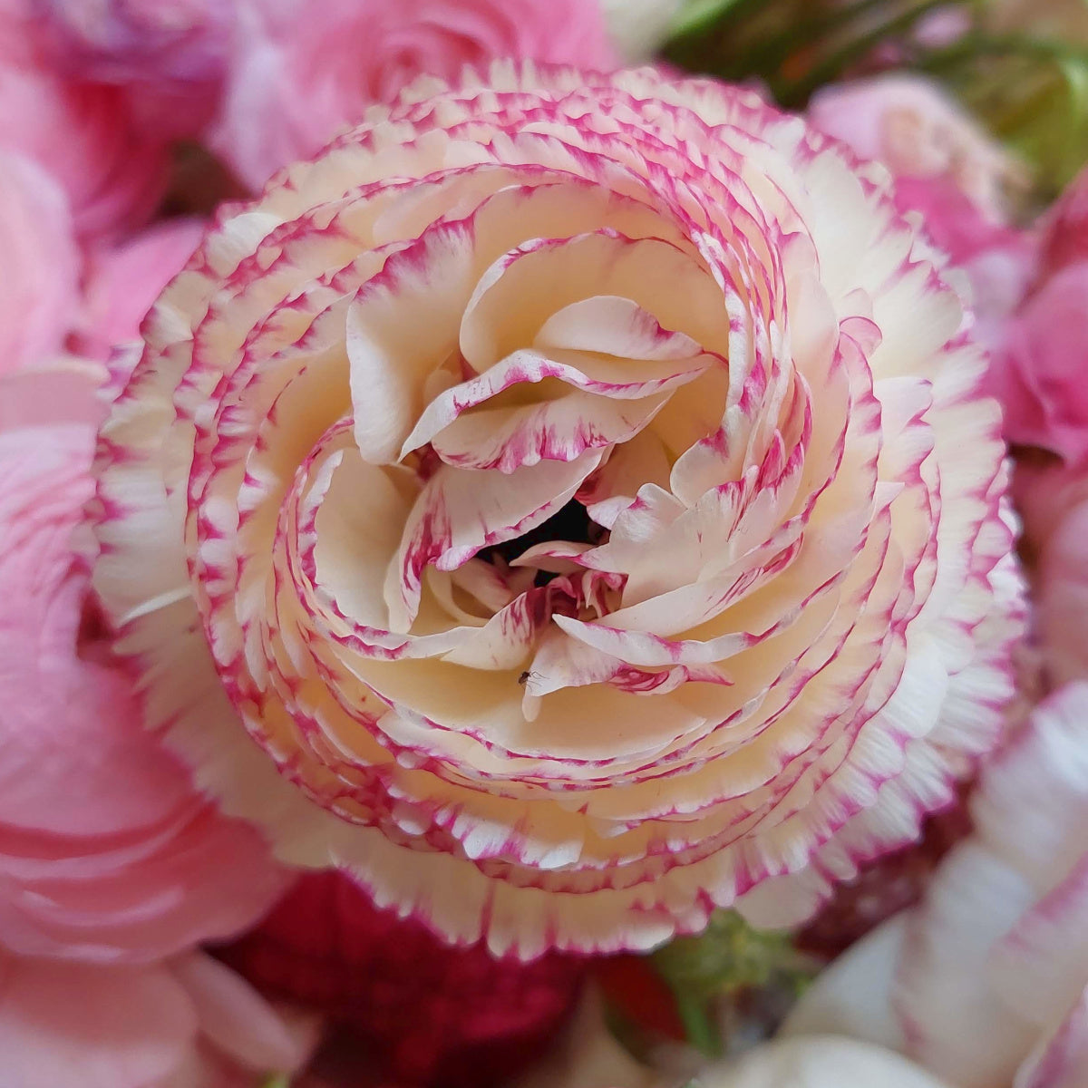 Ranunculus Friandine Rose Strié, Renoncule élégant