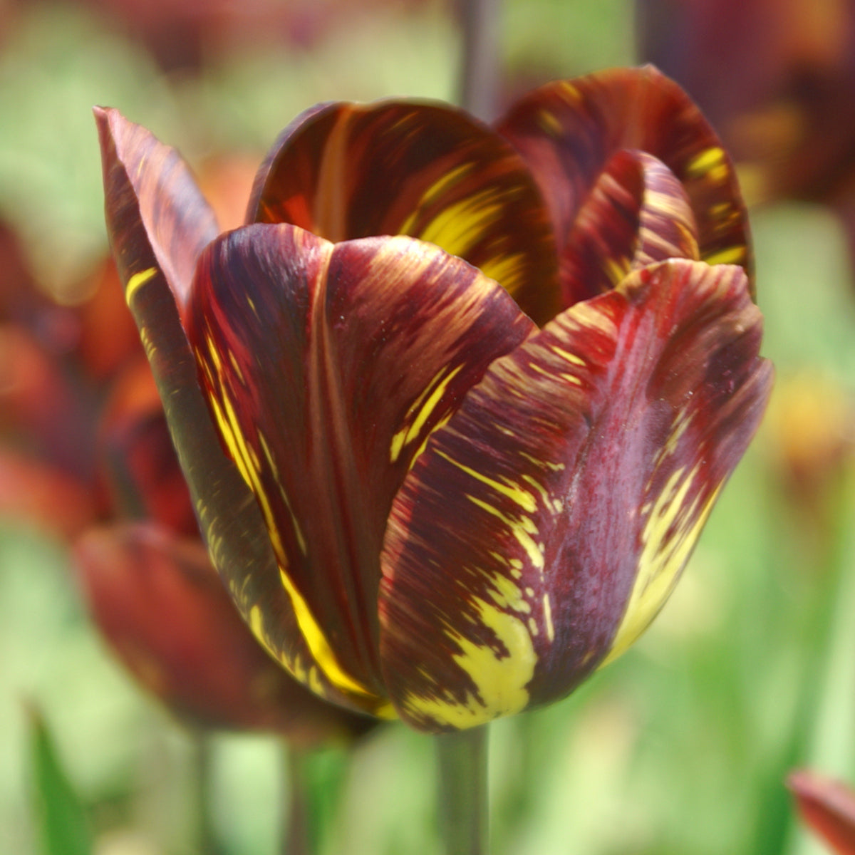 Tulipe Absalon, Tulipe Rembrandt (Historique pre-1780)