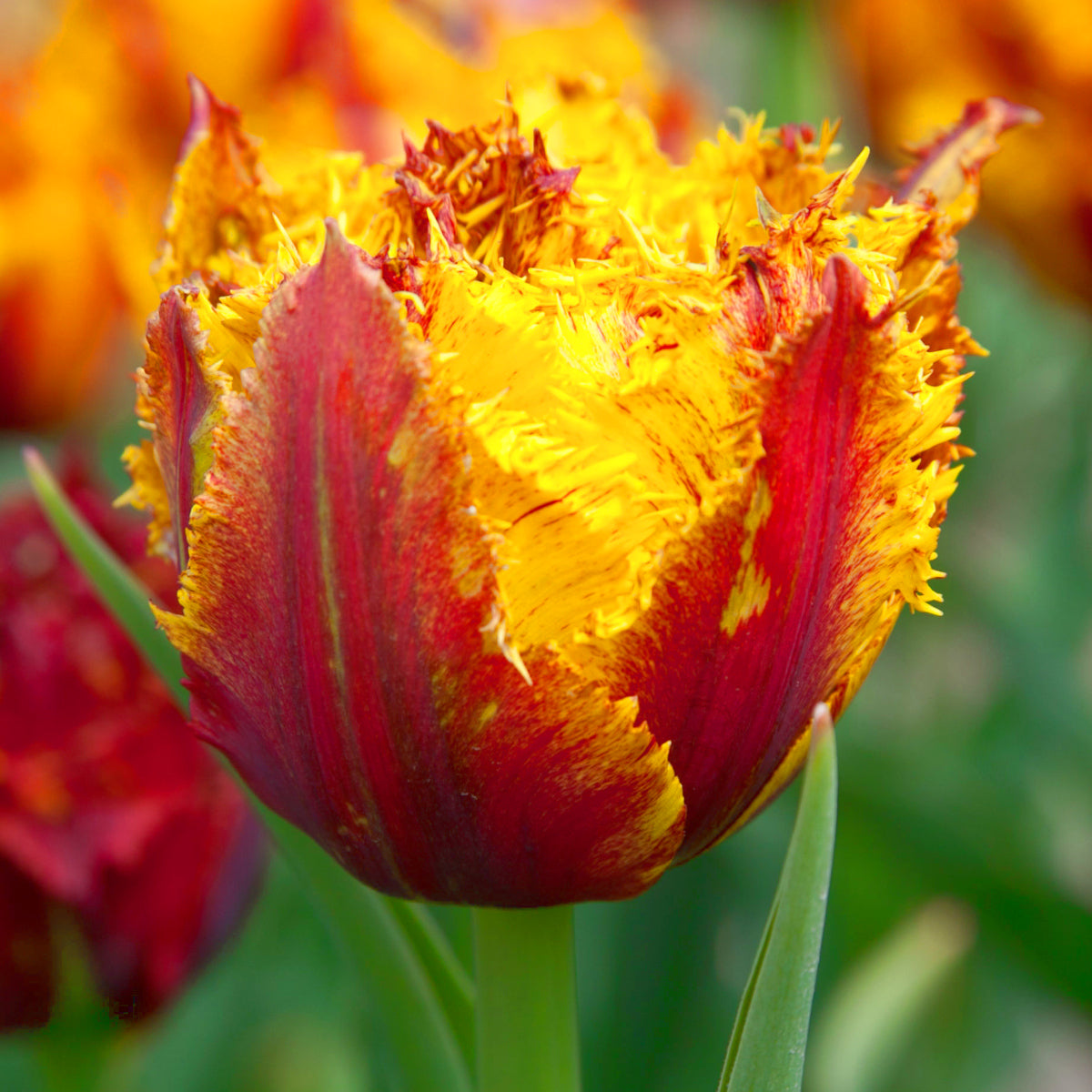 Tulipe Bastia, Double Tulipe Frangée
