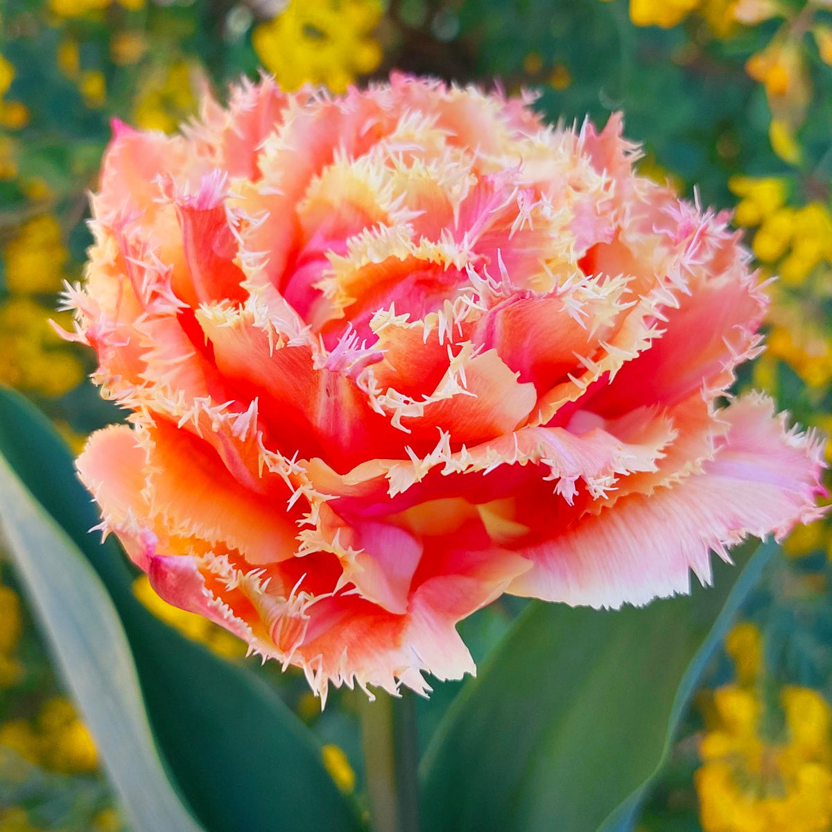 Tulipe Brisbane, Double Tulipe Frangée