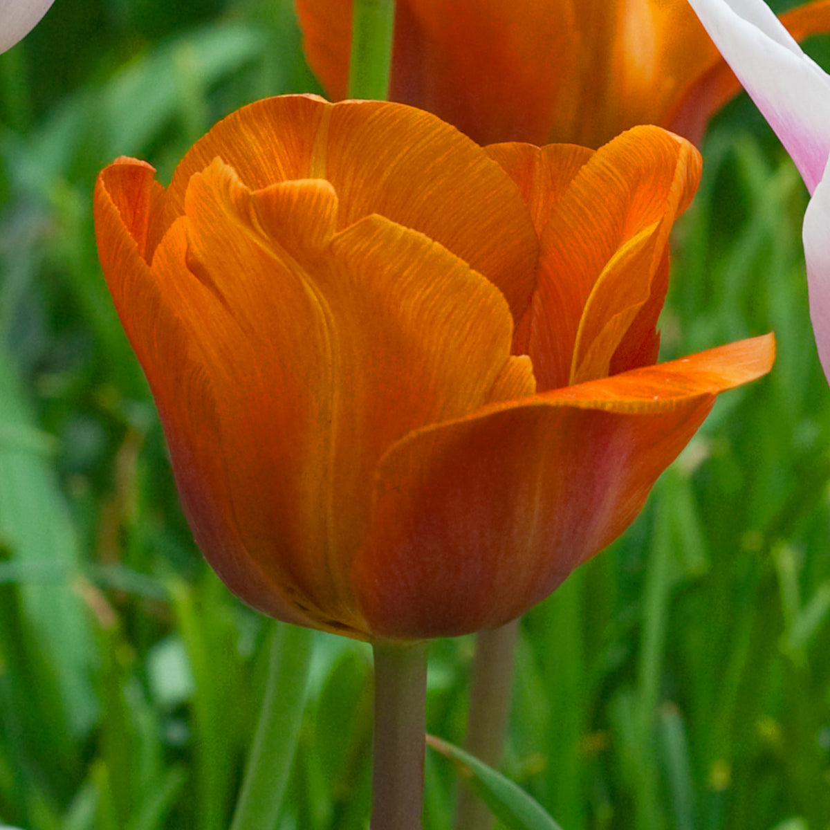 Tulipe Cairo, Tulipe Triomphe