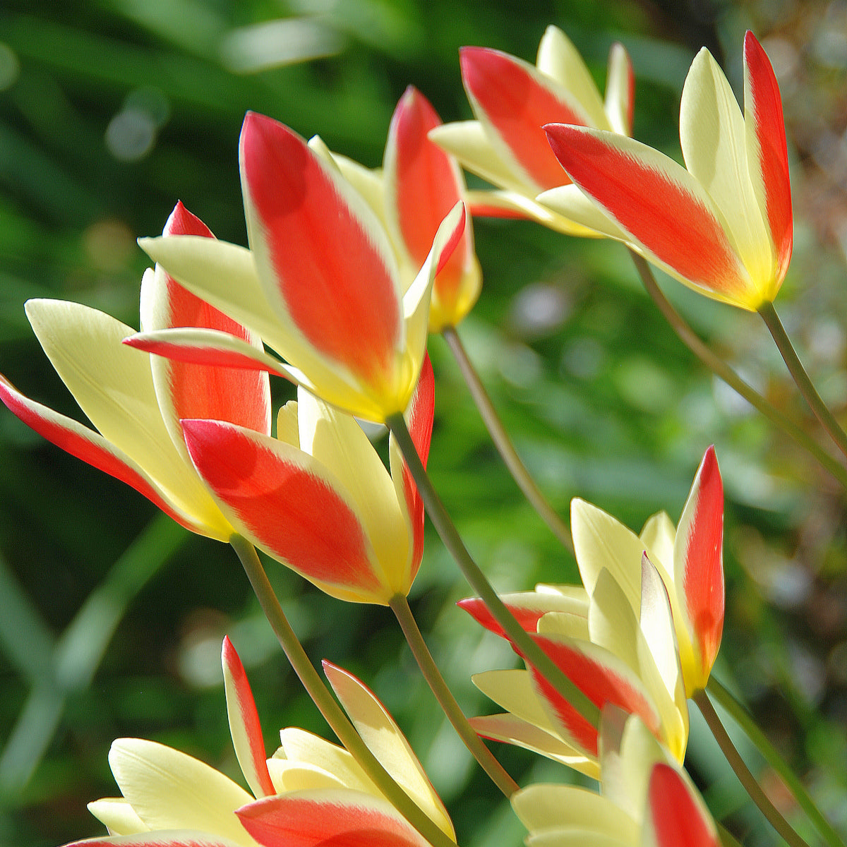 Tulipe clusiana Cynthia, Tulipe botanique