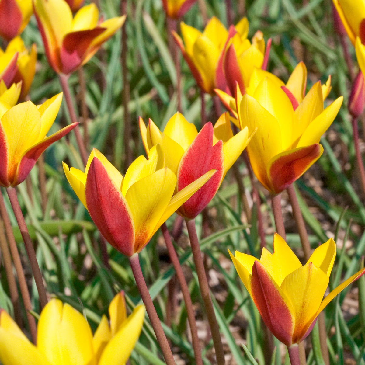 Tulipe clusiana Tubergens Gem, Tulipe botanique