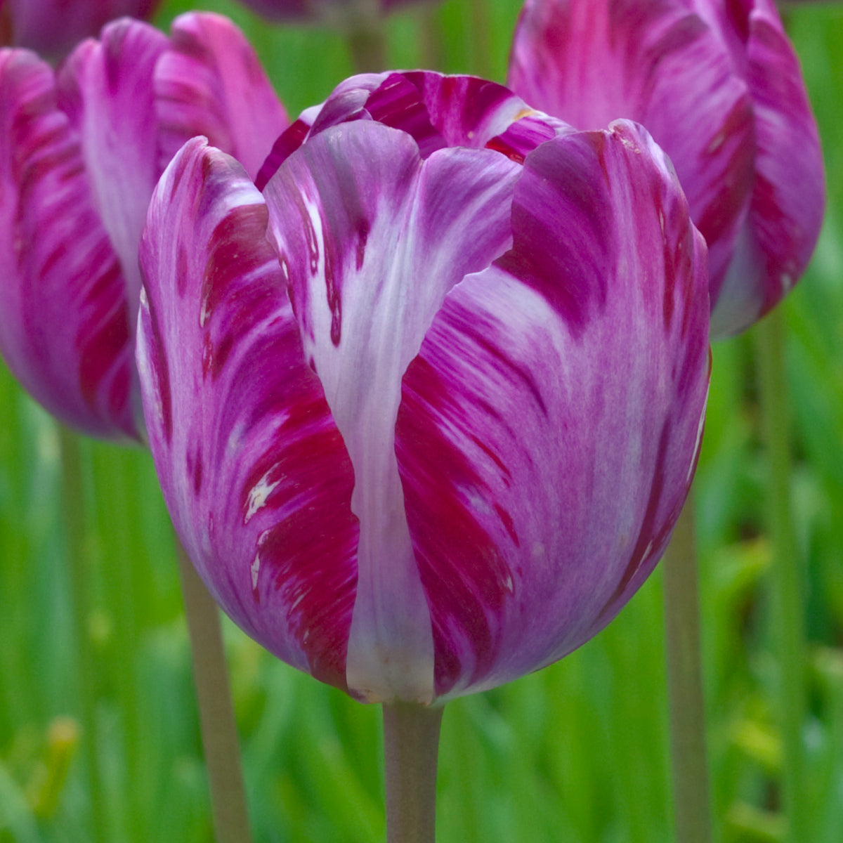 Tulipe Columbine, Tulipe Rembrandt (Historique pre-1929)