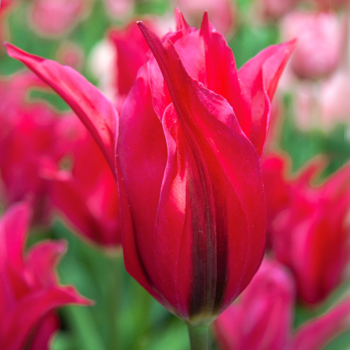 Tulipe Dolls Minuet, Tulipe Viridiflora