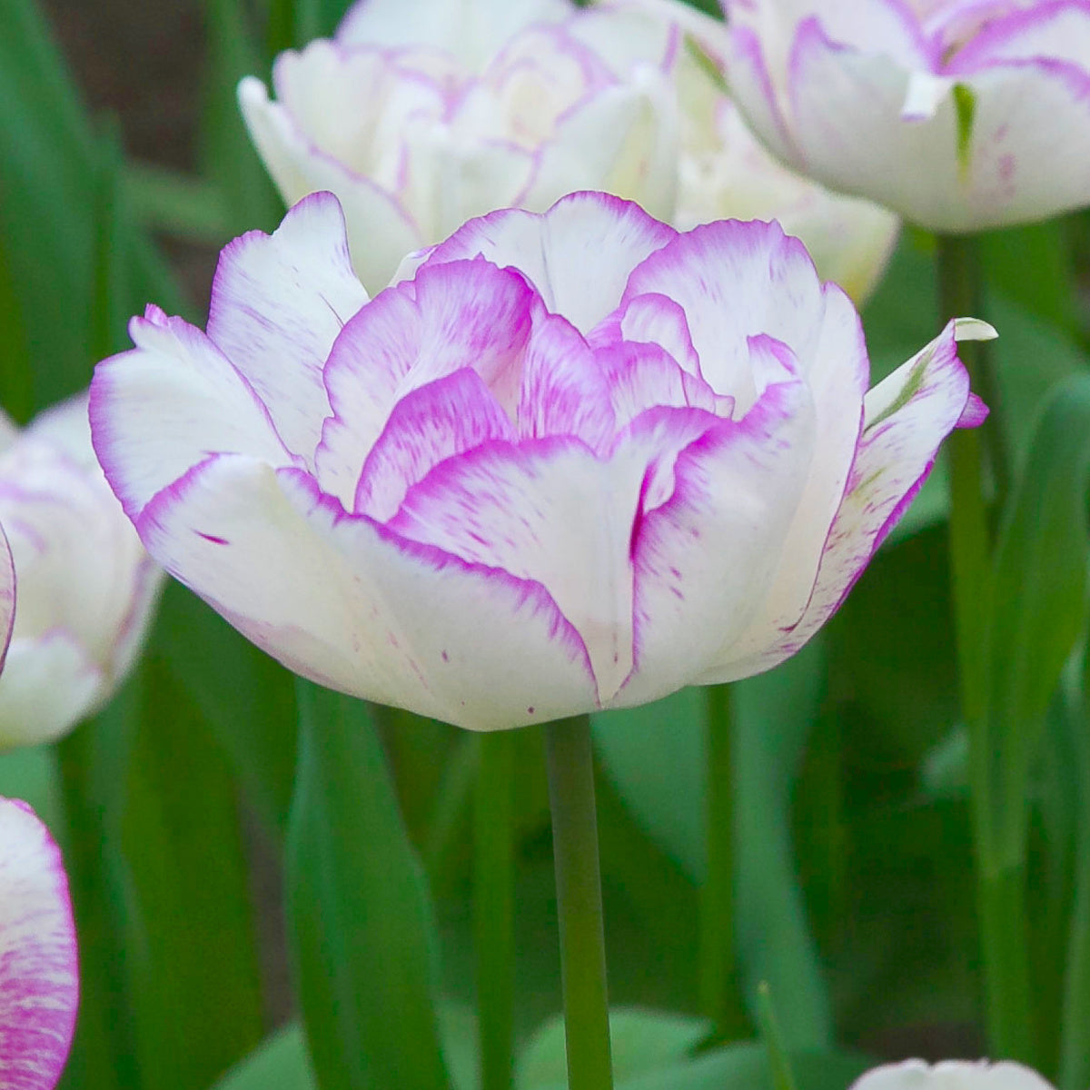 Tulipe Double Shirley, Tulipe Double (Pivoine)