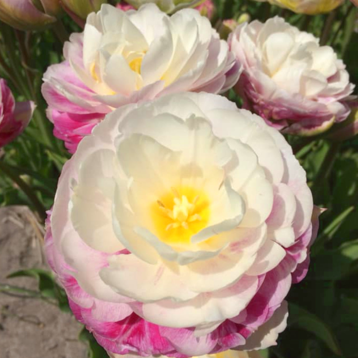 Tulipe Double Surprise, Tulipe Double (Pivoine)