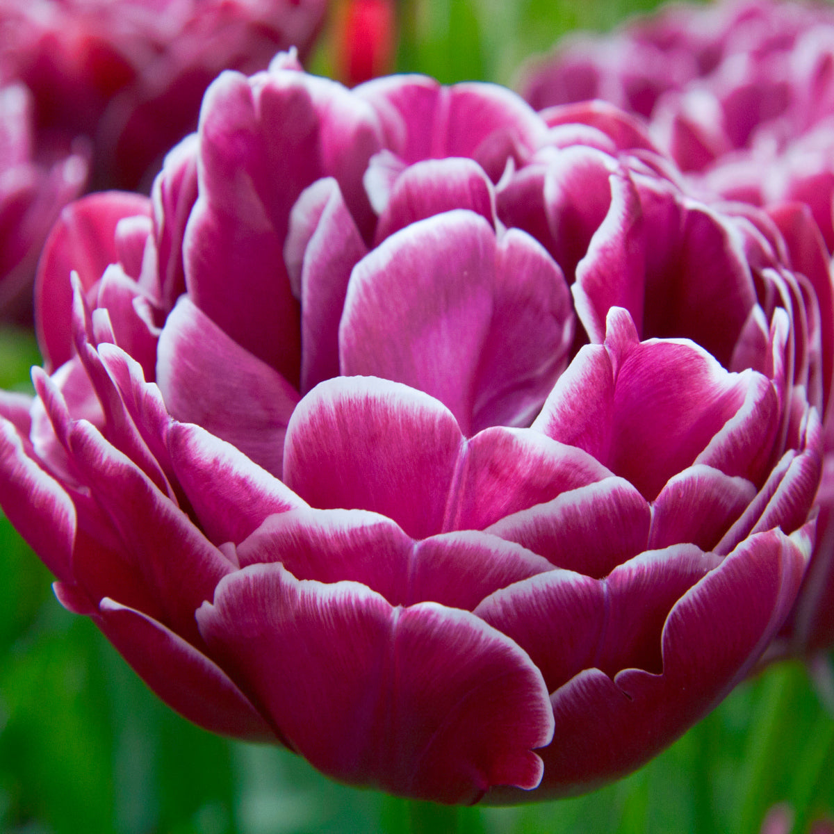 Tulipe Dream Touch, Tulipe Double (Pivoine)