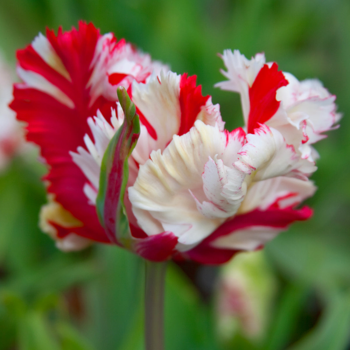 Tulipe Estella Rijnveld, Tulipe Perroquet