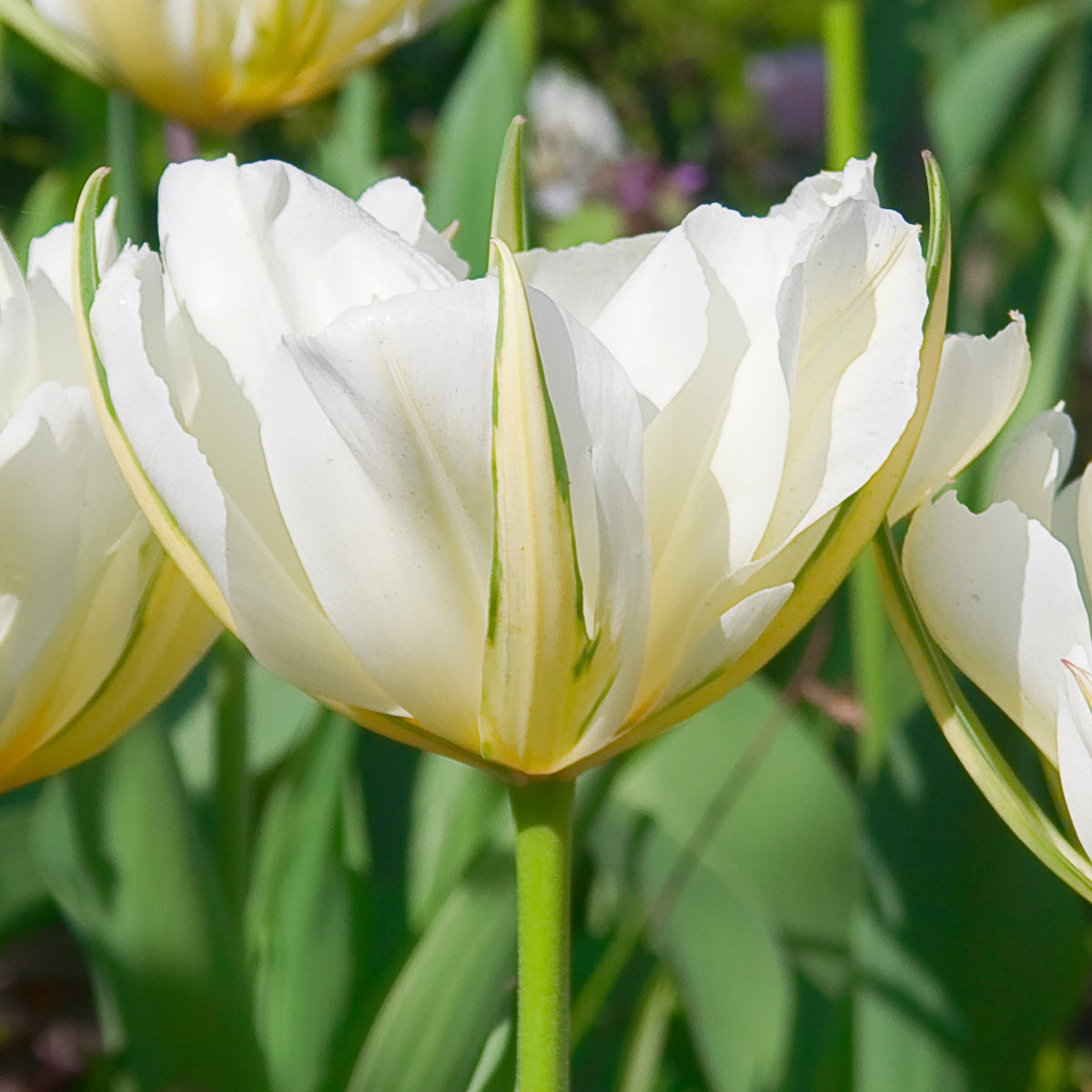Tulipe Exotic Emperor, Fosteriana