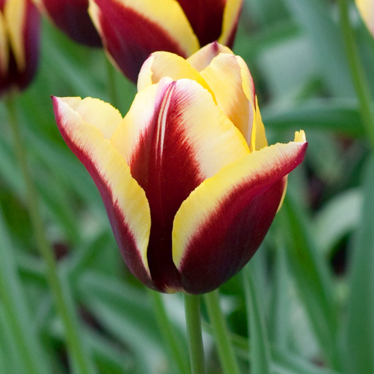 Tulipe Gavota, Tulipe Triomphe