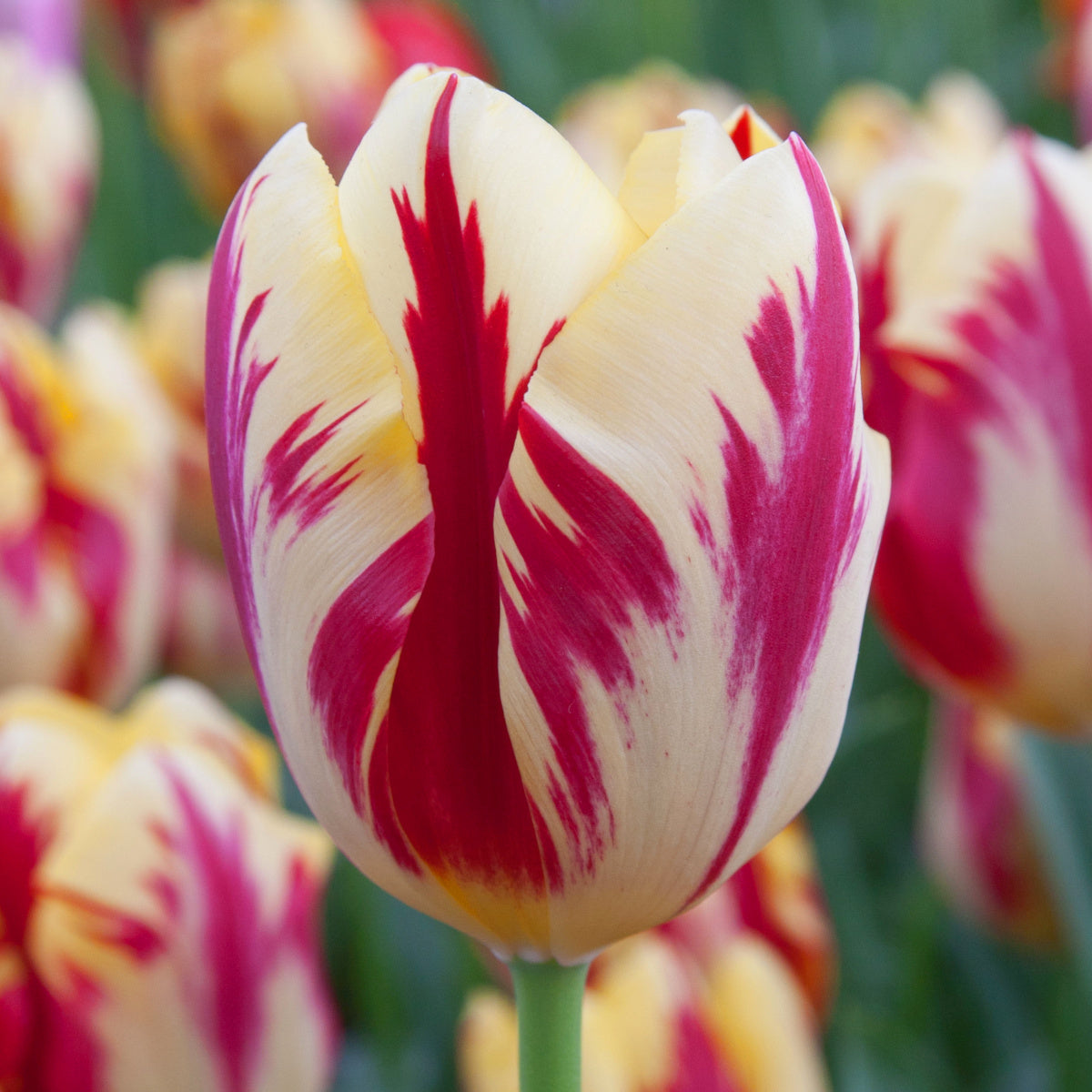 Tulipe Grand Perfection, Tulipe Triomphe