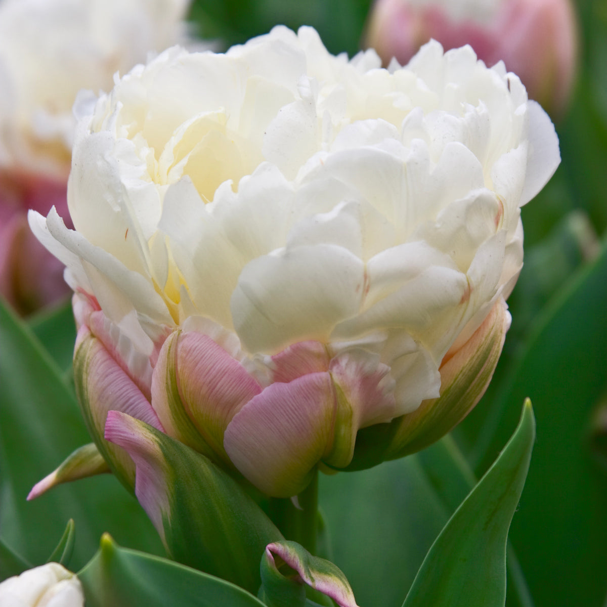 Tulipe Ice Cream, Tulipe Double (Pivoine)