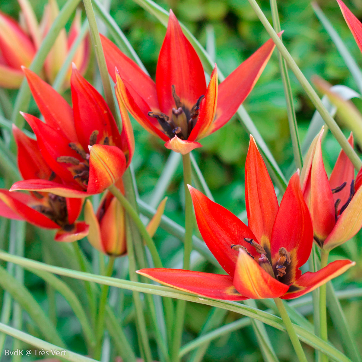 Tulipe Lizzy, Tulipe botanique