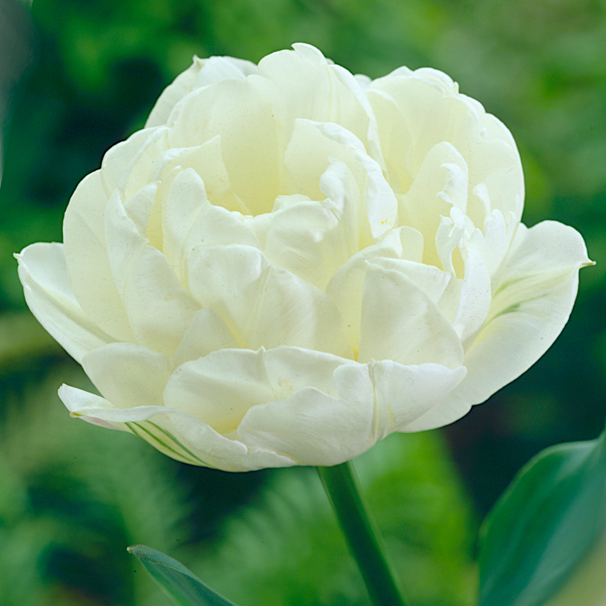 Tulipe Mount Tacoma, Tulipe Double (Pivoine)