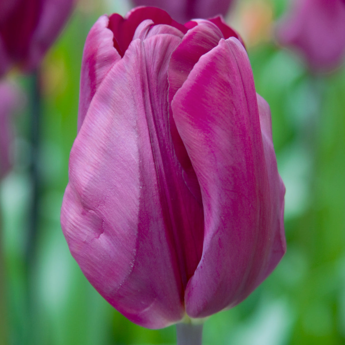 Tulipe Negrita, Tulipe Triomphe