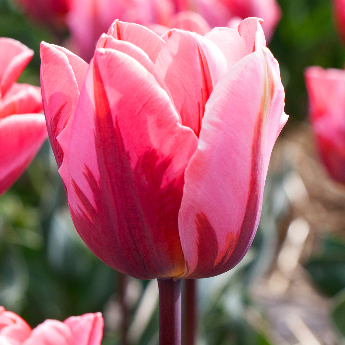 Tulipe Pretty Princess, Tulipe Triomphe