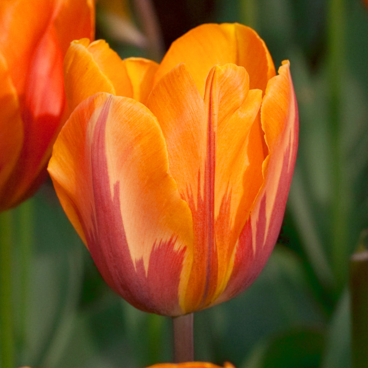 Tulipe Prinses Irene, Tulipe Triomphe