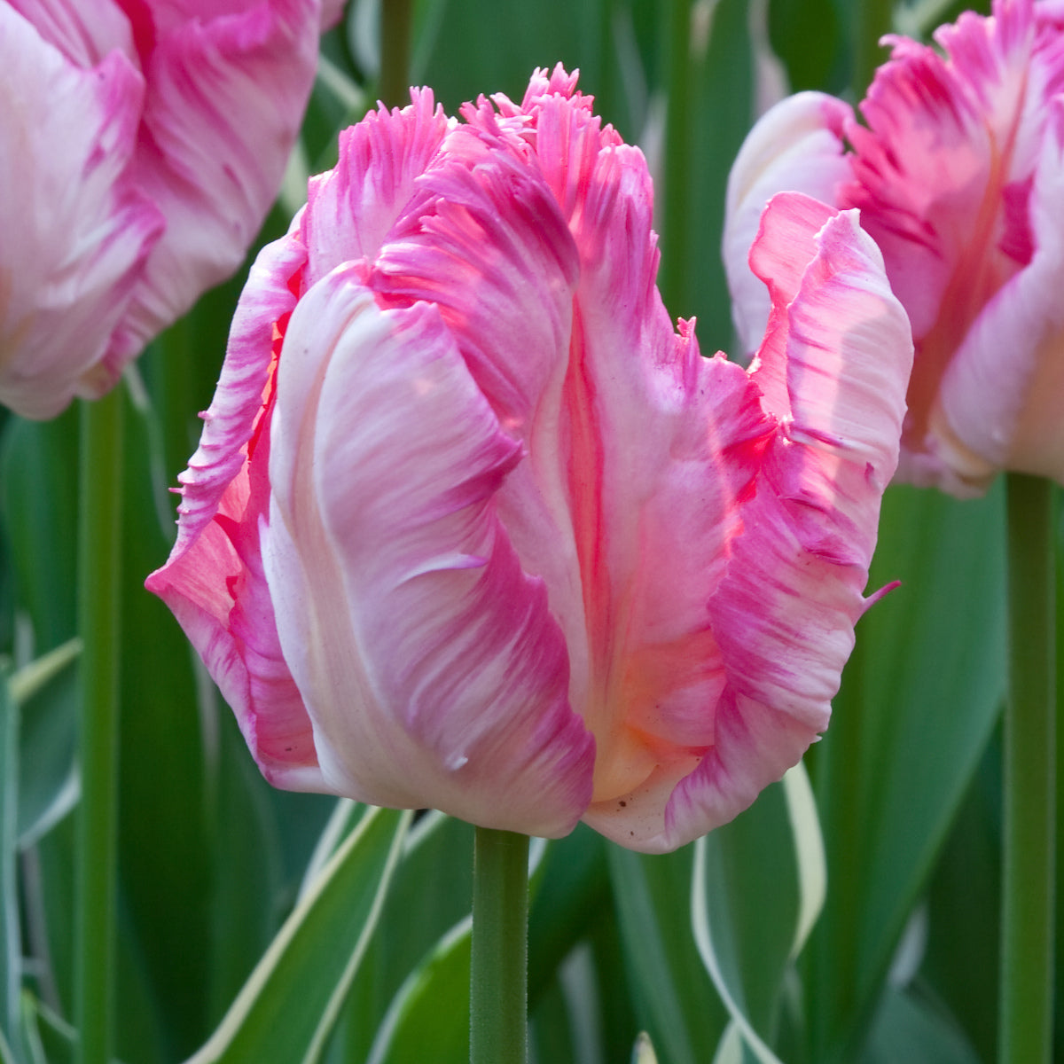 Tulipe Silver Parrot, Tulipe Perroquet
