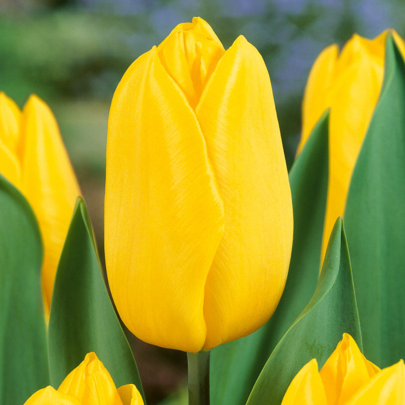 Tulipe Strong Gold, Tulipe Triomphe