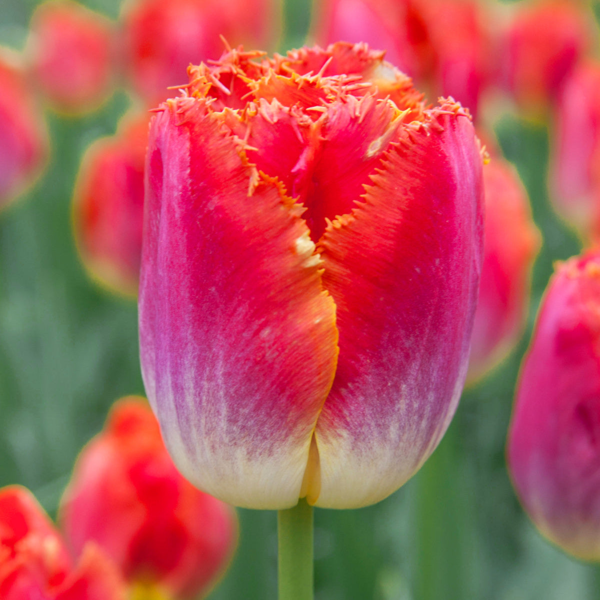 Tulipe Sunset Miami, Tulipe Frangée