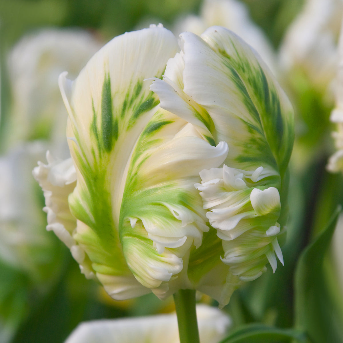 Tulipe Super Parrot, Tulipe Perroquet