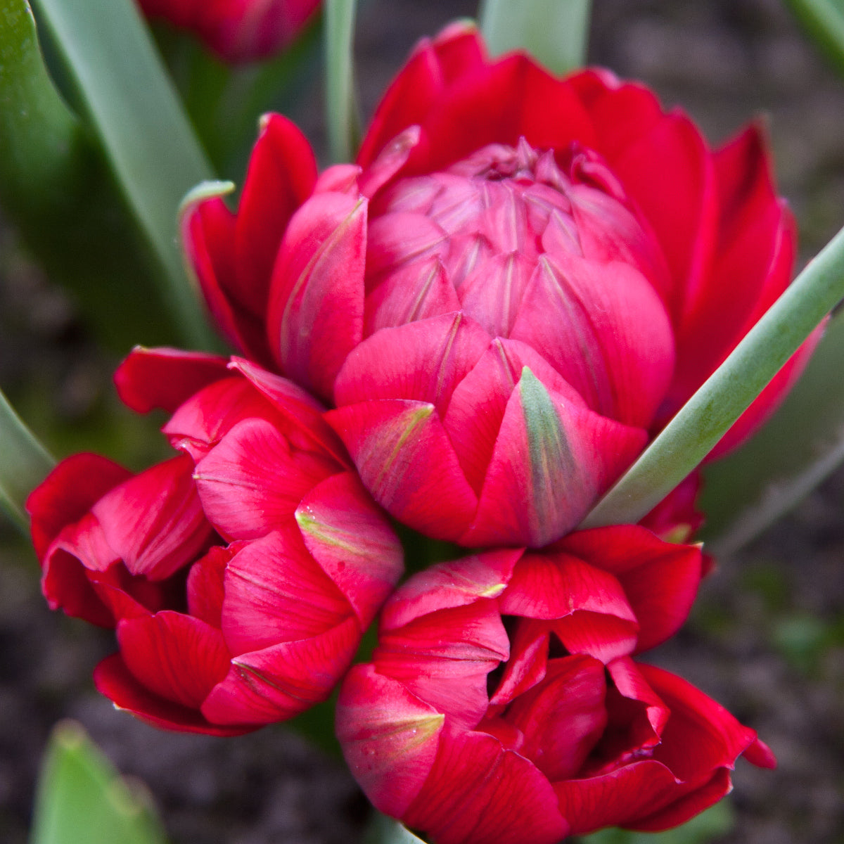 Tulipe Tete a Tete, Tulipe botanique