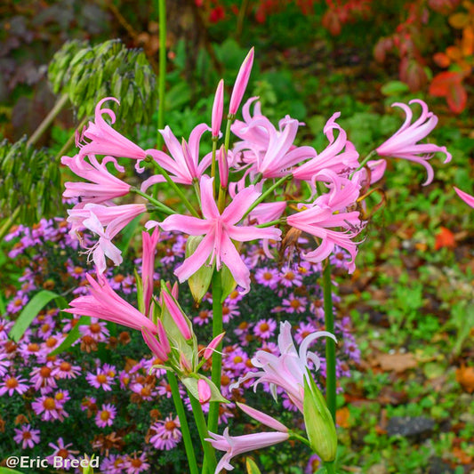 Amarine Belladiva : Le sourire de votre Jardin d'Automne